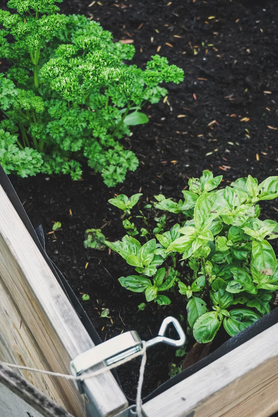 Garden bed before compost application, showing existing plants and soil condition