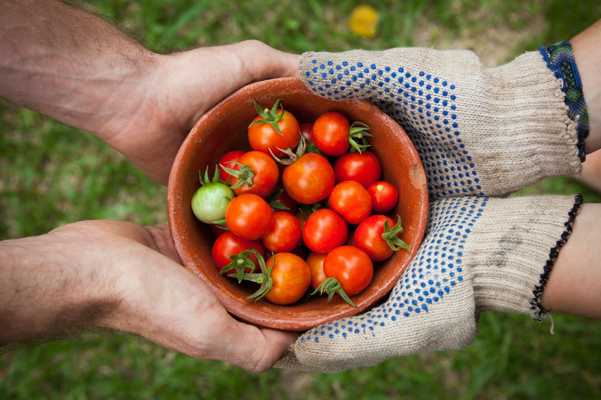 gardening tips harvest